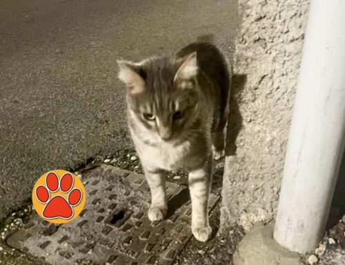 Gatto segue passante in via della Verdura, smarrito?