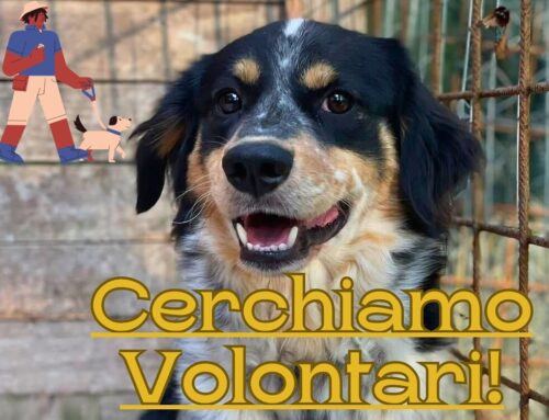 L’Associazione animalista Pasqualina & Friends cerca volontari!