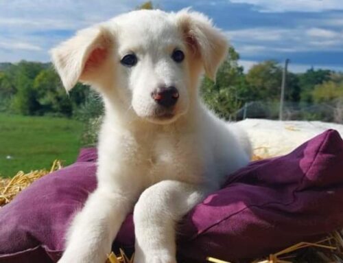 Stupenda Noemi! Cucciola simil Golden Retriver in cerca di casa e amore