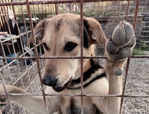 Questo dolcissimo cucciolotto è arrivato in canile piccolissimo e in condizioni pietose