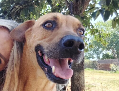 Un bellissimo cigno con la coda. Ninnillo, 6 anni, ancora aspetta la sua famiglia per la vita