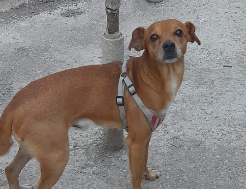 Questo simpatico cagnolino di nove chili cerca urgentemente una famiglia