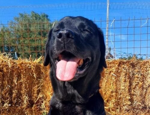 Lilly prende il sole mentre aspetta adozione