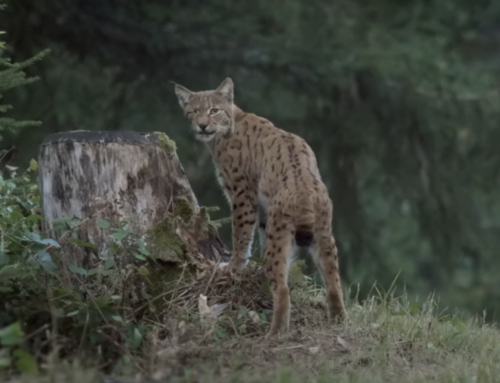 Il documentario sulle “Linci Selvagge” nelle sale cinematografiche italiane