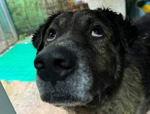 Se volete un compagno per la vita che vi guardi le spalle Mitch è il cane perfetto per voi