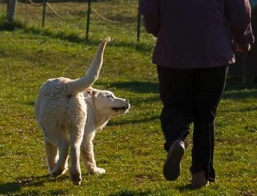 L’Associazione animalista Amici di Fiocco ricerca volontari