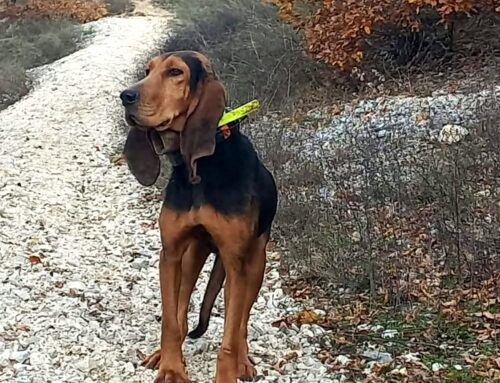 Segugio vagante nel Cicolano tra Collemaggiore e Castelmanardo