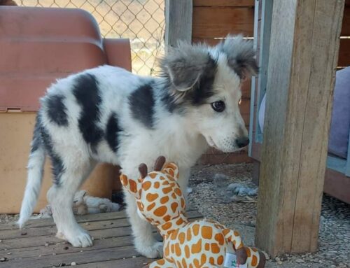 Cucciola multicolor: Lea sogna la felicità di una famiglia