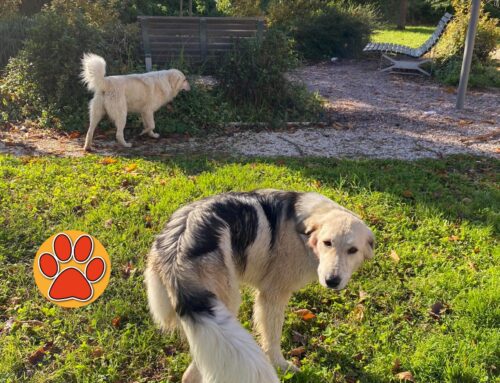 Due cani vaganti in via Theseider (Rieti). Chi li ha smarriti?