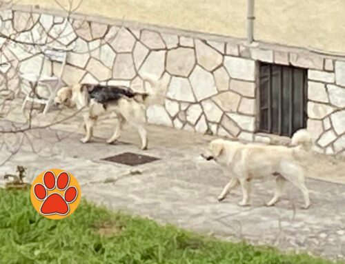 I due cagnoloni di lunedi segnalati in via Chiesa Nuova. Nessuno li ha rivendicati