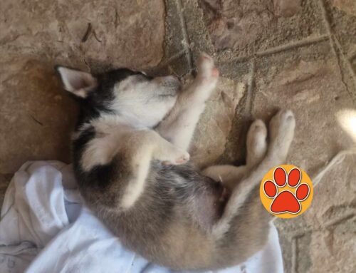 Rintracciata la famiglia dell’Husky finito al Canile di Rieti