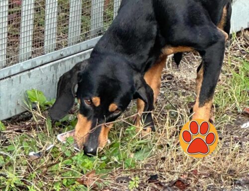 Cagnolino ancora vagante zona Micioccoli