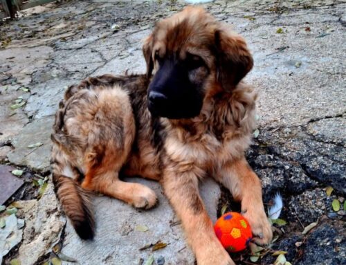 Il cagnolino Manuel ha rischiato di morire per setticemia