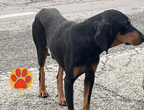 Un altro cane scappato in zona Micioccoli. Questo è un segugetto