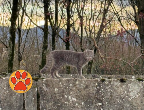 Gatta grigia con collare in via Rosatelli a Rieti, smarrita o di zona? Condividiamo