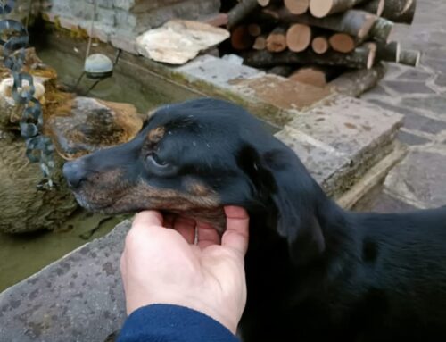 Trovato a Contigliano questo cagnolino. Di chi è?