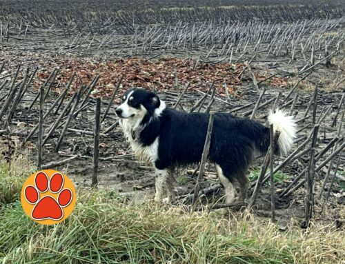 Avvistato cane vagante in via Pratolungo a Rieti. Chi lo ha smarrito?