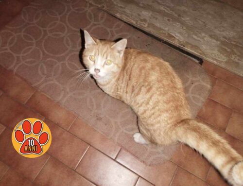 Gatto rosso comparso al bivio per Cantalice. Si cerca vecchia o nuova famiglia