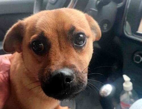 Cagnolino trovato in strada. Ha bisogno di aiuto