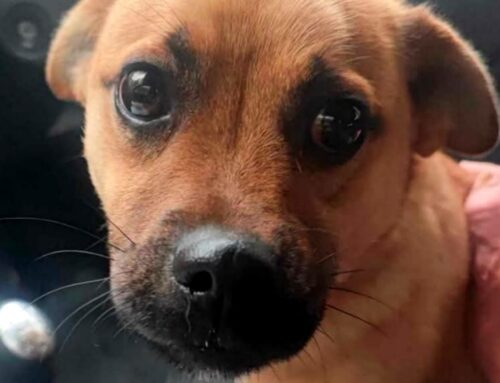 Tornato  a casa il cagnolino dell’MD