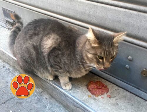 Segnalato questo gatto vagante nel centro storico di Rieti