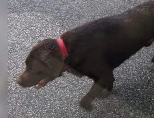 Si cerca ancora questo Labrador smarritosi in zona Santa Rufina