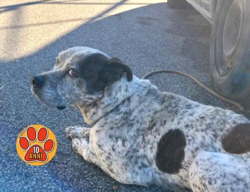 Cane con una sorta di collare di ferro spezzato trovato a Santa Rufina