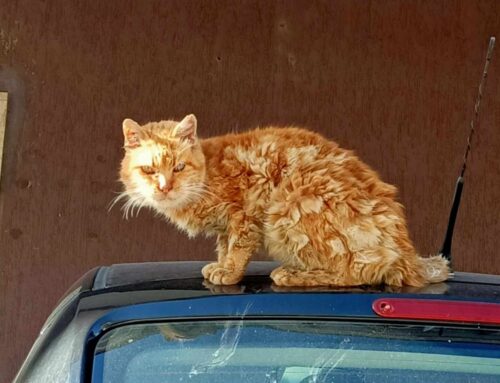 Gatto a Piazza Tevere, Federica: “Aiutatemi a curarlo. Non sta bene”