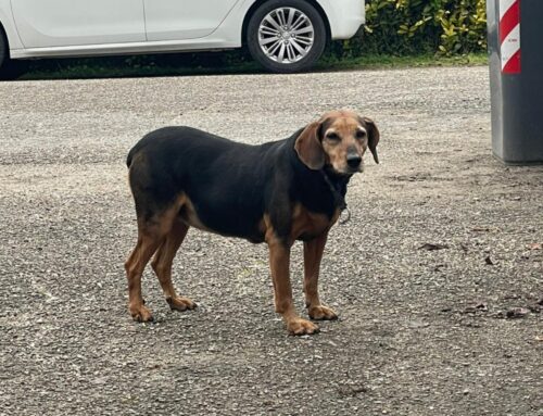 Cane vagante nel quartiere Micioccoli