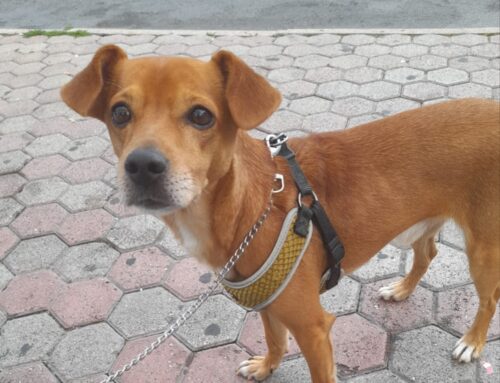 Cagnolino (8 anni) ha bisogno di nuova famiglia