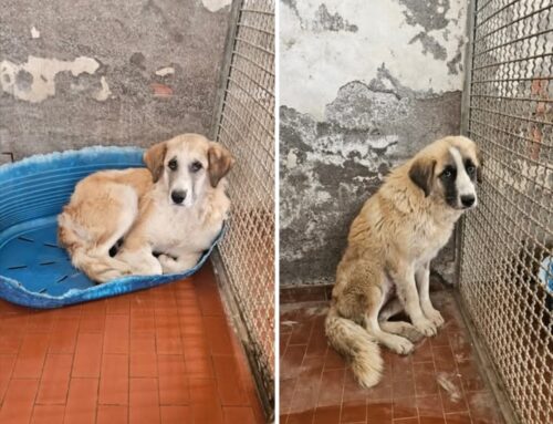 Nessuno ha cercato le due cagnolone accalappiate a Terzone di Leonessa