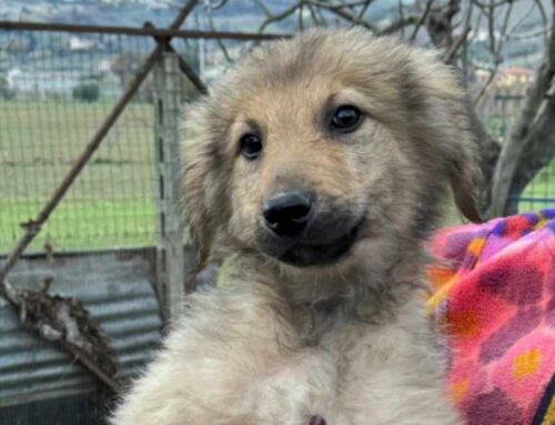 Cooper è un simpaticissimo cucciolotto di 2 mesi in cerca di adozione