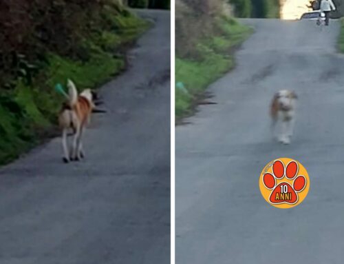 Cagnolone vagante a Quattro Strade (Rieti) direzione via San Giuseppe da Leonessa