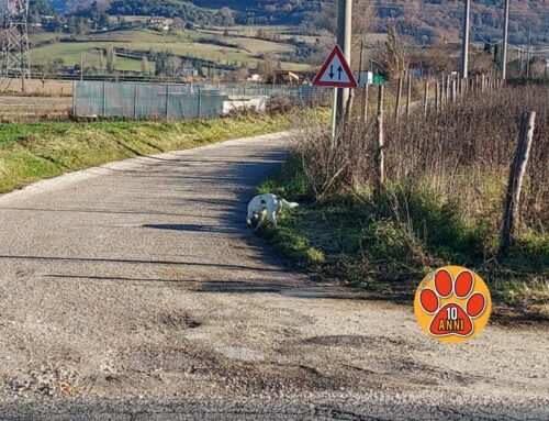 Cane bianco vagante da sabato sulla vecchia Ternana