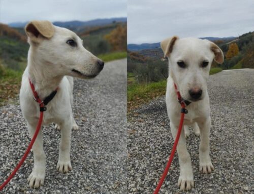 Nino cerca casa, taglia medio grande in stallo a Poggio Moiano