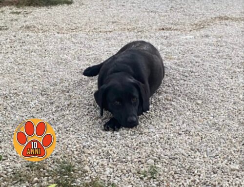 Cagnolino smarrito da Santa Rufina – Salaria per L’Aquila