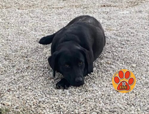 Tornato a casa il cagnolino smarritosi da Santa Rufina