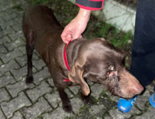 Cane marrone trovato vagante a Vazia