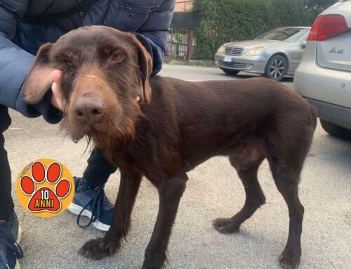 Trovato a Vazia il 26 dicembre 2024. È lo stesso cane che vagava a Natale