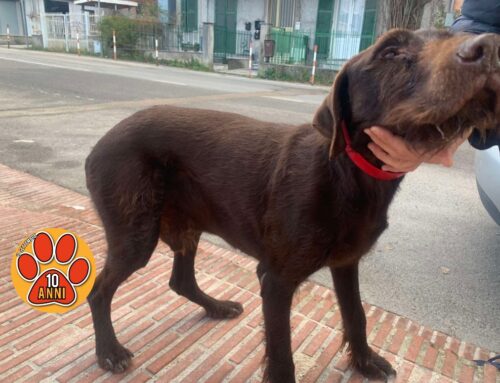 Tornato finalmente a casa il cagnolino vagante a Vazia