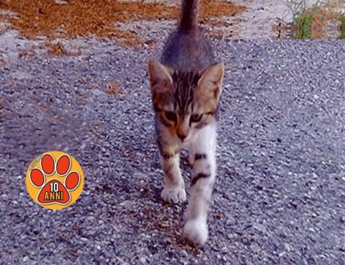 Maria chiede aiuto per la colonia felina del Borgo (Rieti)