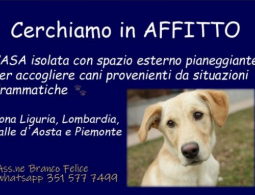 L’Associazione Branco Felice di Asti cerca casa in affitto per ospitare i suoi 16 cani randagi