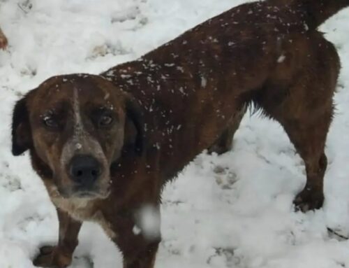 Cagnolone smarrito zona Piazza Tevere