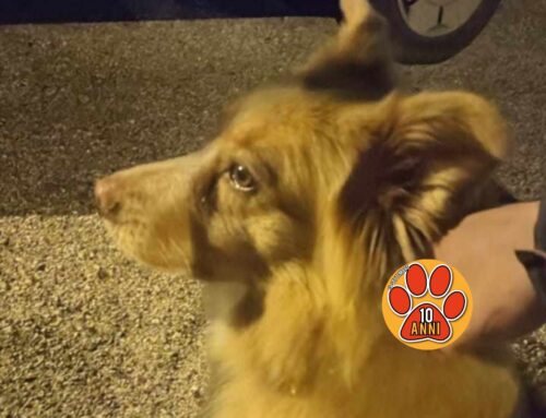 Trovato cane vagante a Santa Rufina scappato per i botti