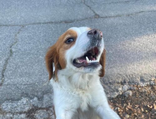 Cagnolina trovata vagante a Poggio Catino