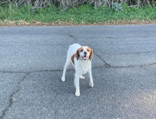 Tornata a casa la cagnolina trovata vagante a Poggio Catino