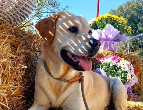 Un fiore tra i fiori: Licia cerca adozione