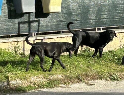 Due cani neri vaganti a Contigliano (Rieti). Chi li ha smarriti?