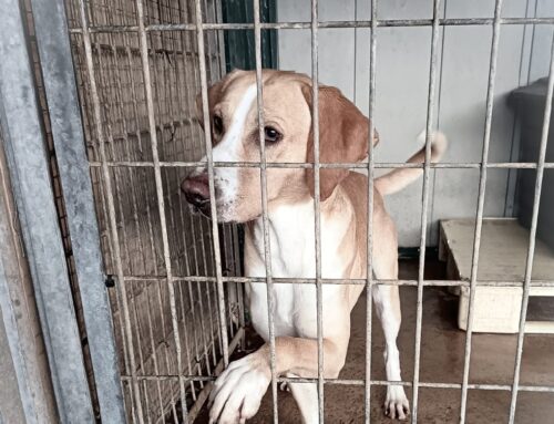 Steve, come tanti cagnolini, si trova chiuso dentro un box nell’attesa di poter uscire