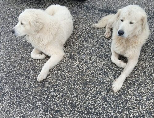 I due Maremmani vaganti a Fara in Sabina sono entrati al Canile di Rieti